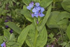 Virginia Bluebells, Mertinsia virginica
