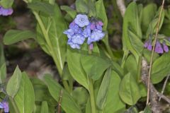 Virginia Bluebells, Mertinsia virginica