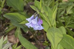 Virginia Bluebells, Mertinsia virginica