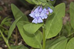 Virginia Bluebells, Mertinsia virginica