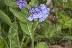 Virginia Bluebells, Mertinsia virginica