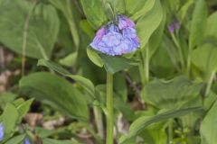 Virginia Bluebells, Mertinsia virginica