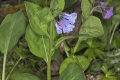 Virginia Bluebells, Mertinsia virginica