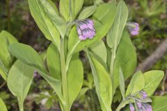 Virginia Bluebells, Mertinsia virginica