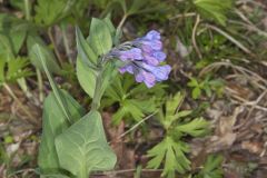 Virginia Bluebells, Mertinsia virginica