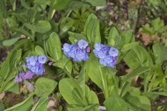 Virginia Bluebells, Mertinsia virginica