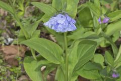 Virginia Bluebells, Mertinsia virginica