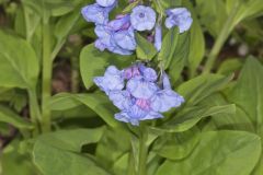 Virginia Bluebells, Mertinsia virginica