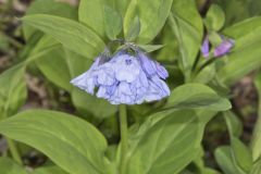 Virginia Bluebells, Mertinsia virginica
