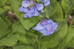 Virginia Bluebells, Mertinsia virginica