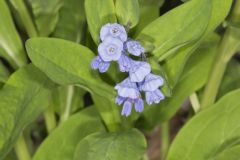 Virginia Bluebells, Mertinsia virginica