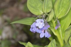 Virginia Bluebells, Mertinsia virginica