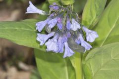 Virginia Bluebells, Mertinsia virginica