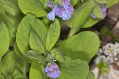 Virginia Bluebells, Mertinsia virginica