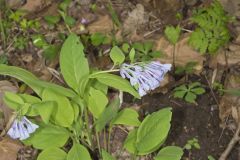 Virginia Bluebells, Mertinsia virginica