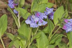 Virginia Bluebells, Mertinsia virginica