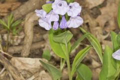 Virginia Bluebells, Mertinsia virginica Virginia Bluebells, Mertinsia virginica
