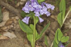 Virginia Bluebells, Mertinsia virginica Virginia Bluebells, Mertinsia virginica