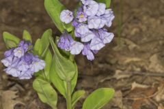 Virginia Bluebells, Mertinsia virginica