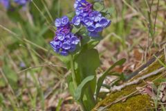 Virginia Bluebells, Mertinsia virginica