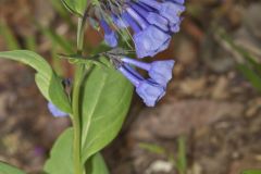 Virginia Bluebells, Mertinsia virginica Virginia Bluebells, Mertinsia virginica