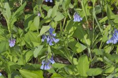 Virginia Bluebells, Mertinsia virginica