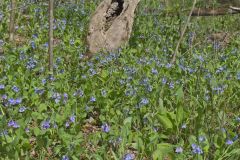 Virginia Bluebells, Mertinsia virginica