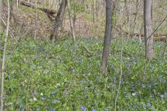 Virginia Bluebells, Mertinsia virginica
