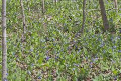 Virginia Bluebells, Mertinsia virginica Virginia Bluebells, Mertinsia virginica