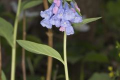 Virginia Bluebells, Mertinsia virginica Virginia Bluebells, Mertinsia virginica