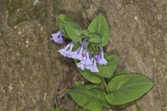 Virginia Bluebells, Mertinsia virginica Virginia Bluebells, Mertinsia virginica