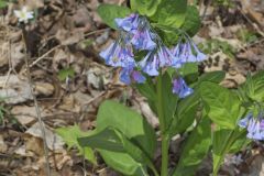Virginia Bluebells, Mertinsia virginica