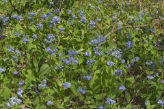 Virginia Bluebells, Mertinsia virginica Virginia Bluebells, Mertinsia virginica