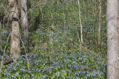 Virginia Bluebells, Mertinsia virginica Virginia Bluebells, Mertinsia virginica