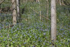 Virginia Bluebells, Mertinsia virginica Virginia Bluebells, Mertinsia virginica