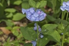Virginia Bluebells, Mertinsia virginica Virginia Bluebells, Mertinsia virginica