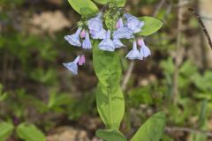 Virginia Bluebells, Mertinsia virginica Virginia Bluebells, Mertinsia virginica
