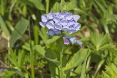 Virginia Bluebells, Mertinsia virginica Virginia Bluebells, Mertinsia virginica