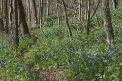 Virginia Bluebells, Mertinsia virginica Virginia Bluebells, Mertinsia virginica