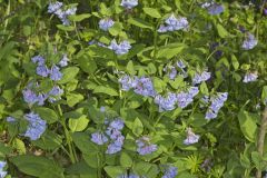 Virginia Bluebells, Mertinsia virginica Virginia Bluebells, Mertinsia virginica
