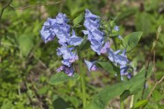 Virginia Bluebells, Mertinsia virginica Virginia Bluebells, Mertinsia virginica