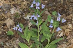 Virginia Bluebells, Mertinsia virginica Virginia Bluebells, Mertinsia virginica