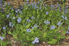 Virginia Bluebells, Mertinsia virginica Virginia Bluebells, Mertinsia virginica