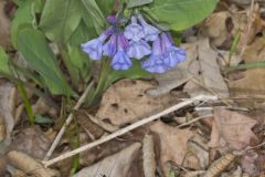 Virginia Bluebells, Mertinsia virginica