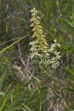 Virginia bunchflower, Melanthium virginicum