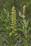 Virginia bunchflower, Melanthium virginicum