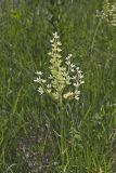 Virginia bunchflower, Melanthium virginicum