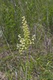 Virginia bunchflower, Melanthium virginicum