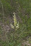 Virginia bunchflower, Melanthium virginicum