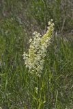 Virginia bunchflower, Melanthium virginicum